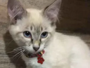 Gato raça srd idade 2 a 6 meses nome Jorge 