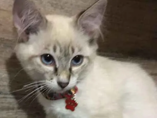 Gato ra a srd idade 2 a 6 meses nome Jorge 