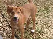 Cachorro raça Indefinida idade 2 a 6 meses nome Ted