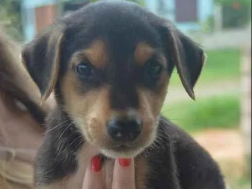 Cachorro ra a SRD idade Abaixo de 2 meses nome Hodor