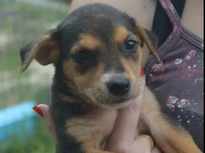 Cachorro ra a SRD idade Abaixo de 2 meses nome Briene
