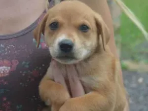 Cachorro raça SRD idade Abaixo de 2 meses nome Daenerys