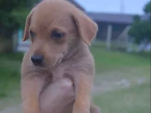 Cachorro raça SRD idade Abaixo de 2 meses nome Sansa
