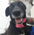 Pretinha