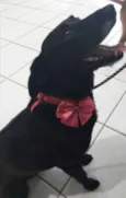 Pretinha
