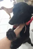 Pretinha