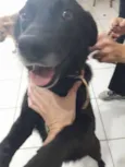 Pretinha