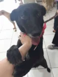 Pretinha