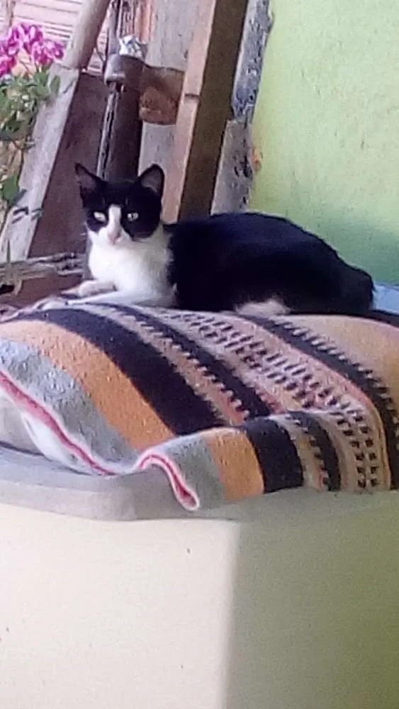 Gato raça  idade 7 a 11 meses nome Mimi