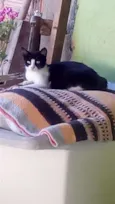 Mimi