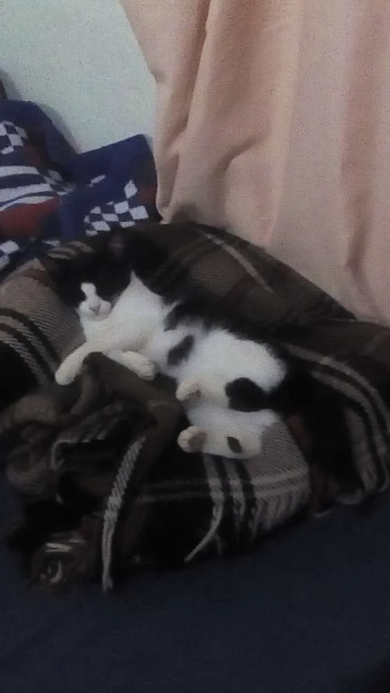 Gato raça  idade 7 a 11 meses nome Mimi