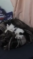 Mimi