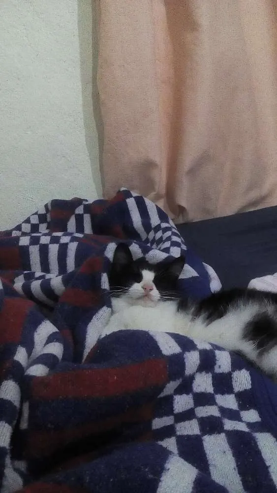 Gato raça  idade 7 a 11 meses nome Mimi