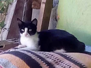 Gato raça  idade 7 a 11 meses nome Mimi