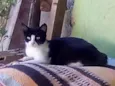 Mimi