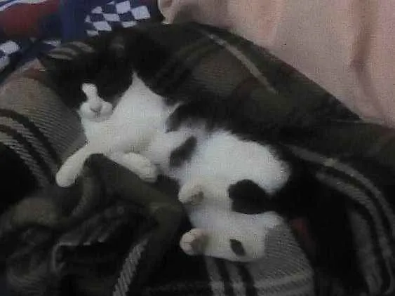 Gato raça  idade 7 a 11 meses nome Mimi