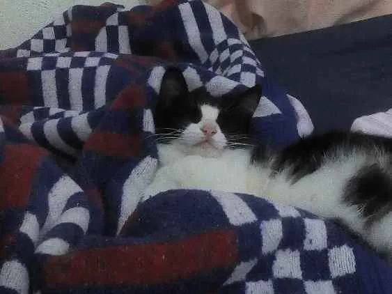 Gato raça  idade 7 a 11 meses nome Mimi