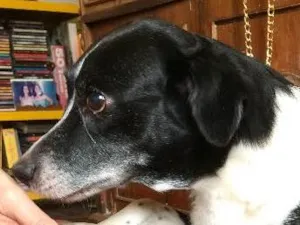 Cachorro raça SRD idade 6 ou mais anos nome Amy