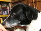 Cachorro raça SRD idade 6 ou mais anos nome Amy