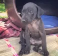 Diego
