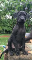 Diego