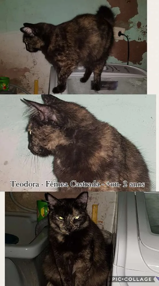 Gato ra a Vira Lata idade 1 ano nome Descrito no anuncio