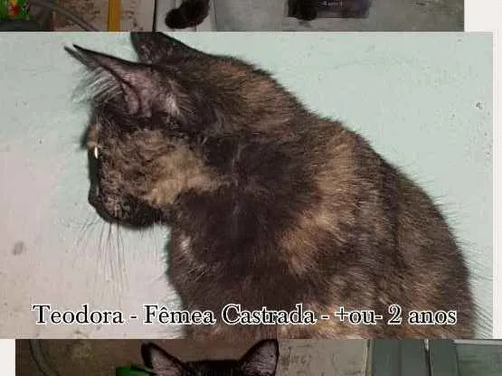 Gato ra a Vira Lata idade 1 ano nome Descrito no anuncio