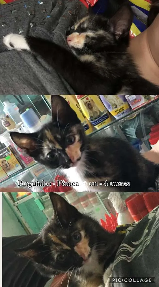 Gato ra a Vira Lata idade 1 ano nome Descrito no anuncio