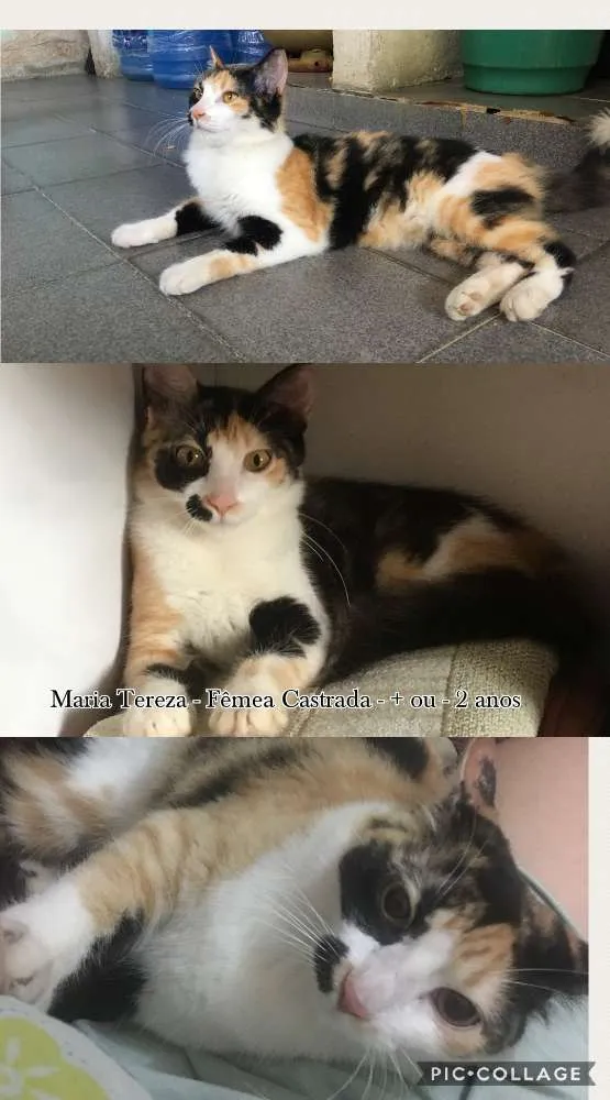 Gato ra a Vira Lata idade 1 ano nome Descrito no anuncio