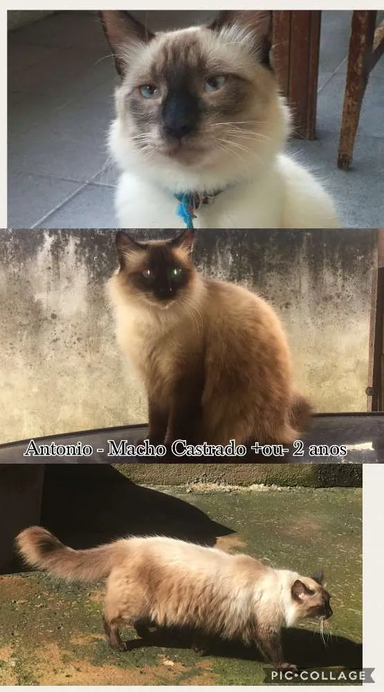 Gato ra a Vira Lata idade 1 ano nome Descrito no anuncio