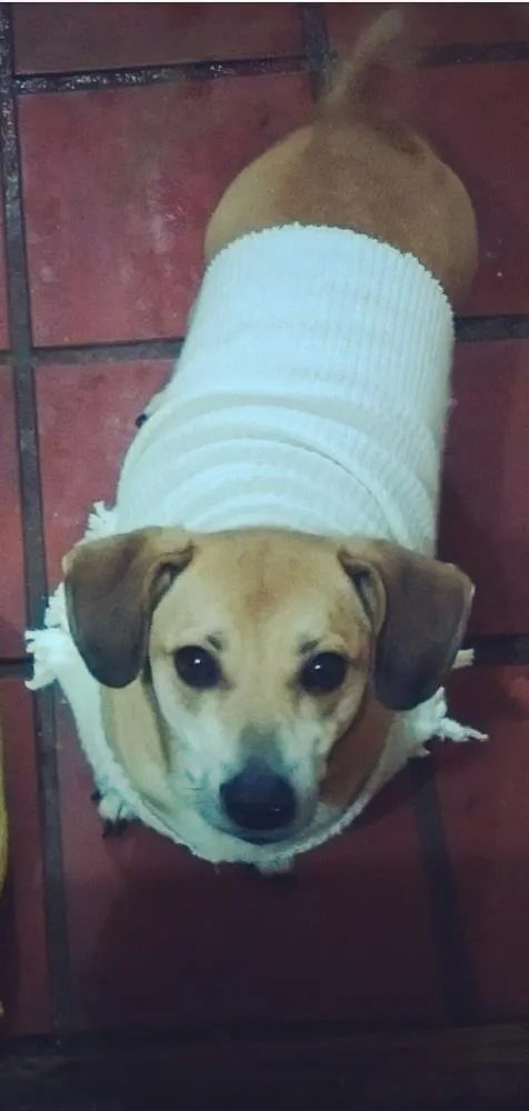 Cachorro raça Sem raça definida idade 3 anos nome Frederico