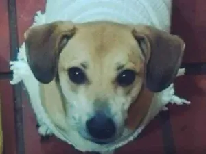 Cachorro raça Sem raça definida idade 3 anos nome Frederico