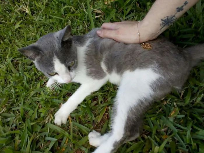 Gato ra a  idade 2 a 6 meses nome Gatinha