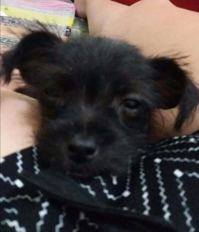 Cachorro ra a SRD  Sem raça definida idade 2 a 6 meses nome Sem nome