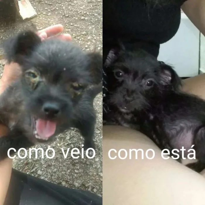 Cachorro ra a SRD  Sem raça definida idade 2 a 6 meses nome Sem nome