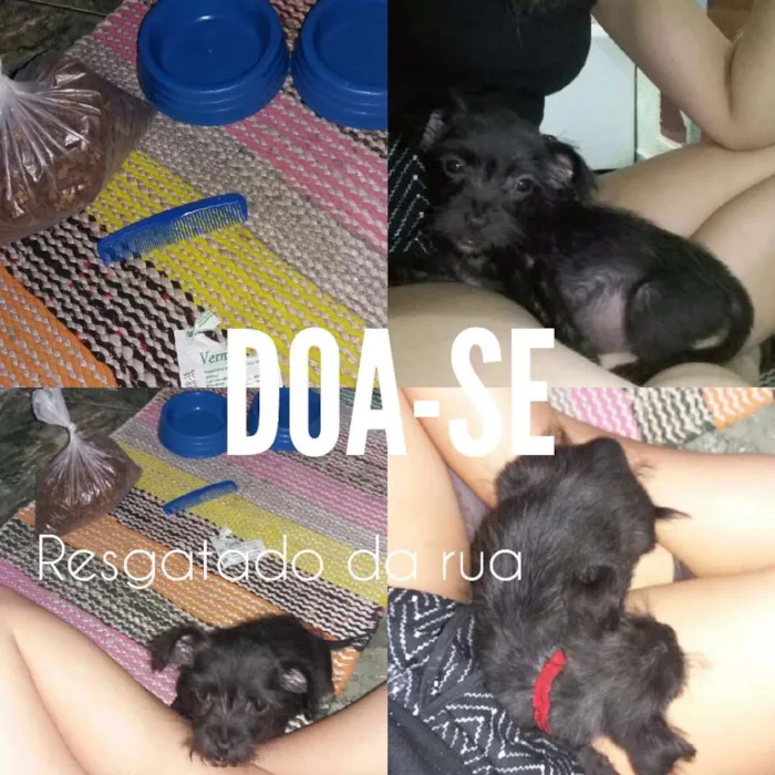 Cachorro ra a SRD  Sem raça definida idade 2 a 6 meses nome Sem nome