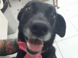 Cachorro raça SRD idade 1 ano nome Pretinha