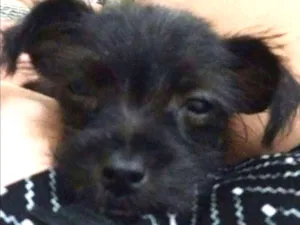 Cachorro raça SRD  Sem raça definida idade 2 a 6 meses nome Sem nome