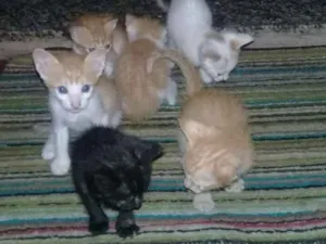 Gato raça  idade Abaixo de 2 meses nome Sem nomes 