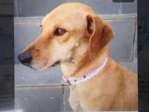 Cachorro raça Srd idade  nome Mel