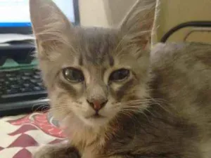 Gato raça MIstura idade 2 a 6 meses nome Lizzie
