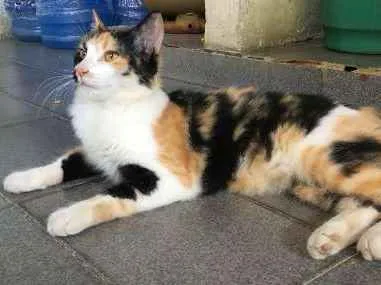 Gato ra a Vira Lata idade 1 ano nome Descrito no anuncio