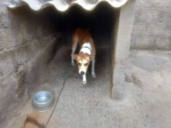 Cachorro raça Desconhecido idade 2 anos nome Princesa e Lulu