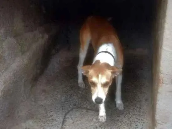 Cachorro raça Desconhecido idade 2 anos nome Princesa e Lulu