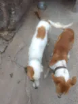 Princesa e Lulu