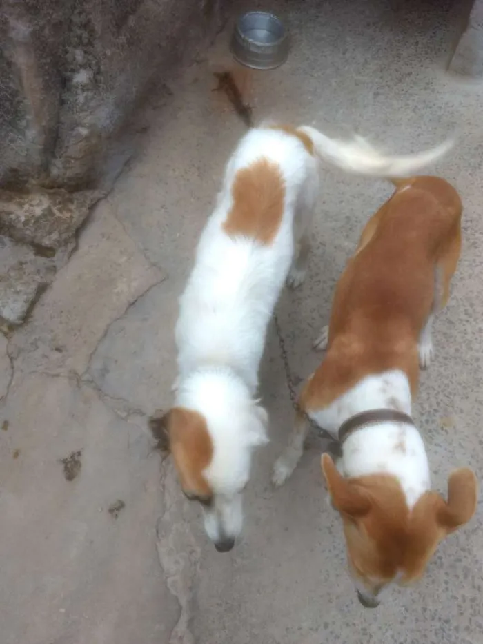 Cachorro raça Desconhecido idade 2 anos nome Princesa e Lulu