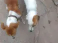 Princesa e Lulu