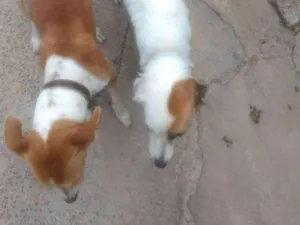 Cachorro raça Desconhecido idade 2 anos nome Princesa e Lulu