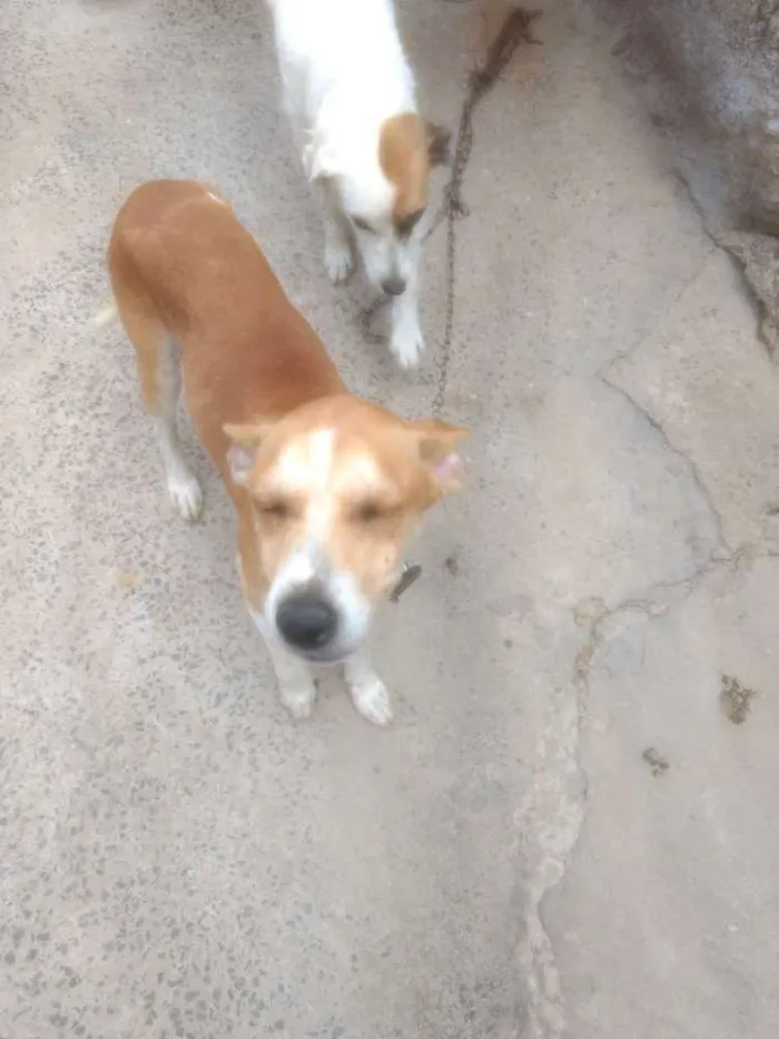 Cachorro raça Desconhecido idade 2 anos nome Princesa e Lulu