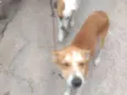 Princesa e Lulu